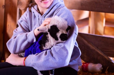 Baby Animal Days at Indian Ladder Farms